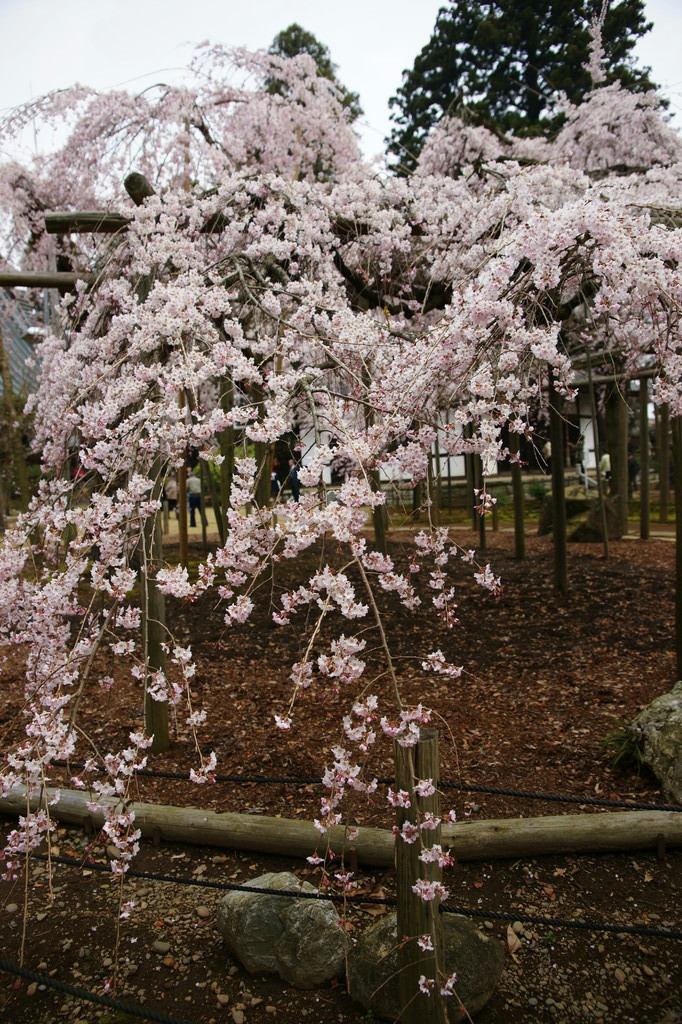 枝垂れ桜