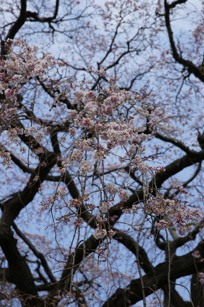 枝垂れ桜