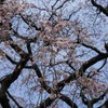 枝垂れ桜