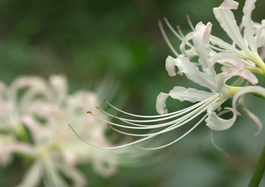 曼珠沙華