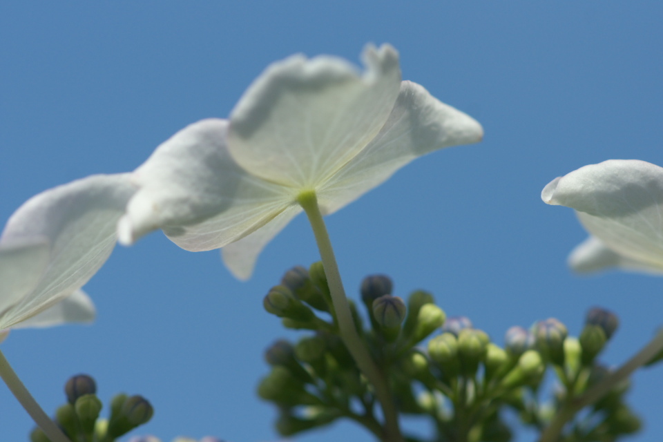 がく紫陽花