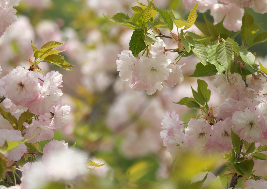 八重桜