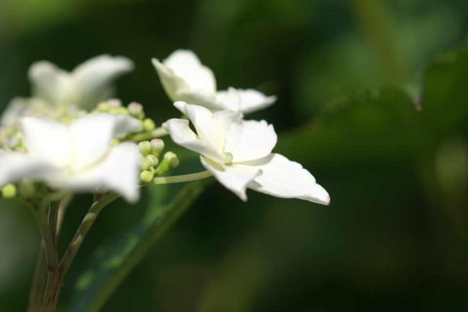 がく紫陽花