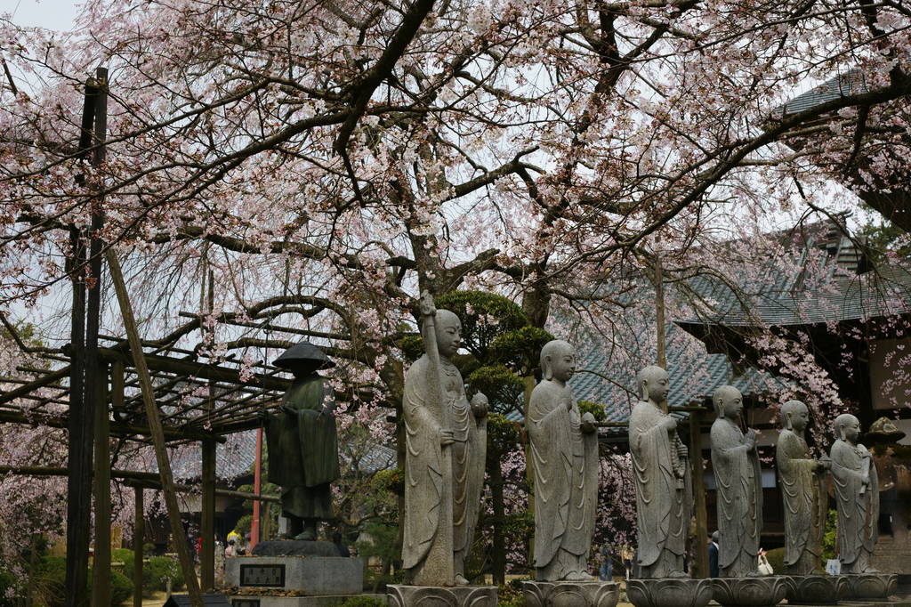 六地蔵と桜