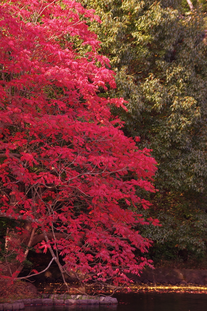 鶴岡八幡宮（はぜの木）