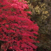 鶴岡八幡宮（はぜの木）