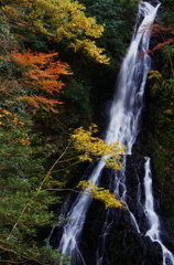 秋色大沢の滝