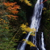秋色大沢の滝