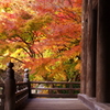 名残りを惜しんで（妙本寺)