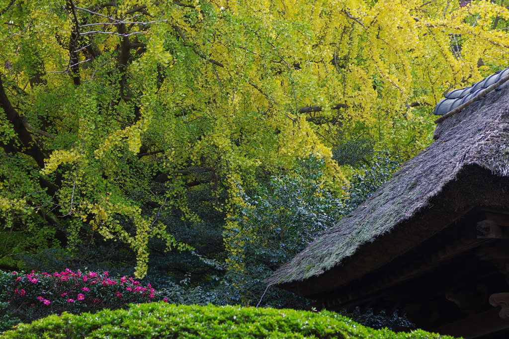 報国寺