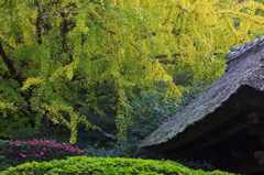 報国寺
