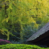 報国寺