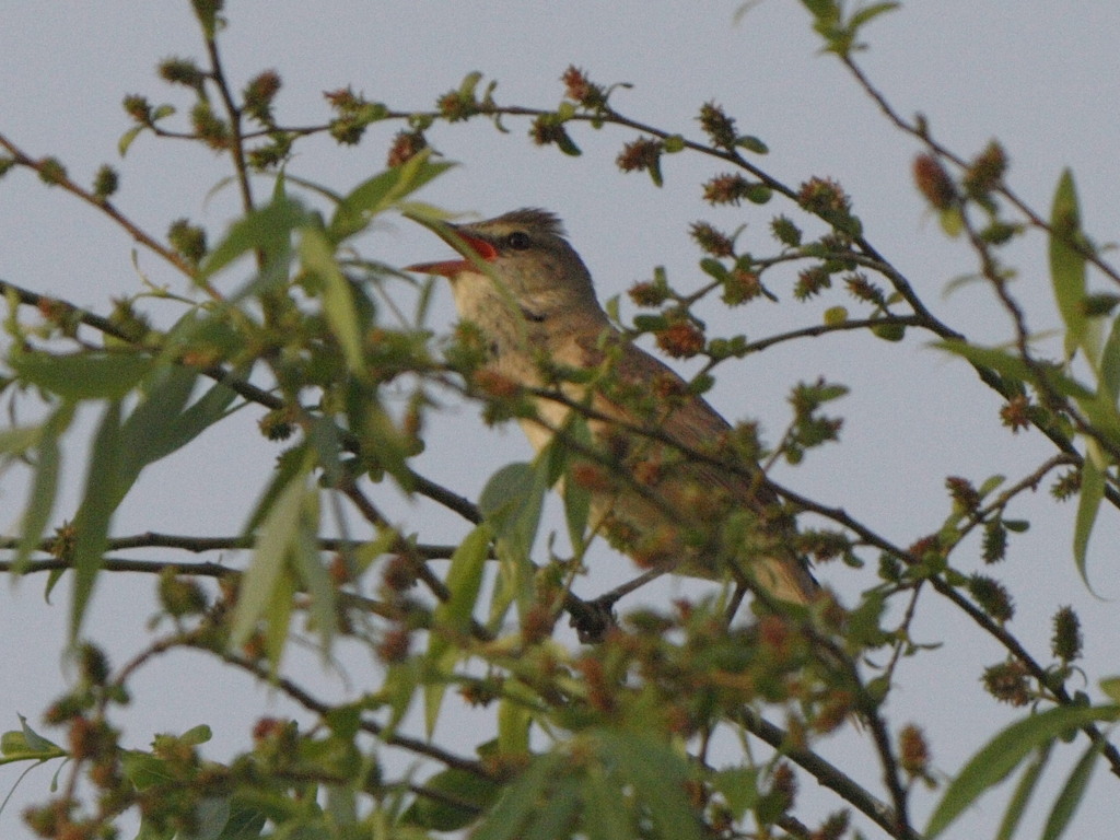 オオヨシキリ２