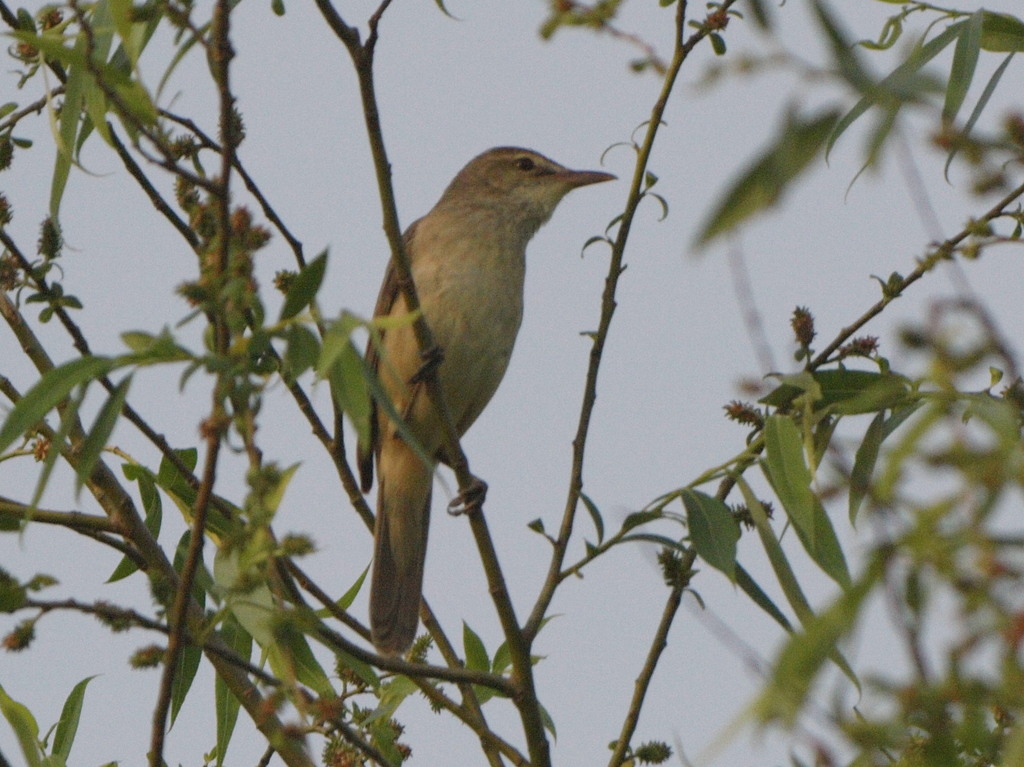 オオヨシキリ１