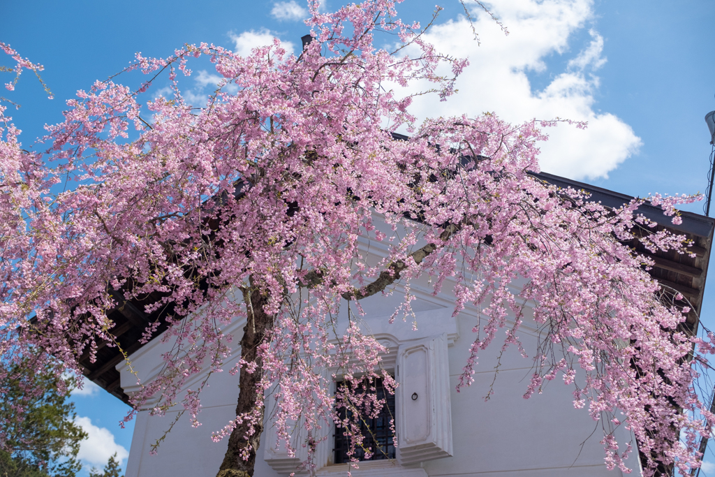 蔵としだれ桜（山形県最上郡金山町）