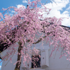 蔵としだれ桜（山形県最上郡金山町）