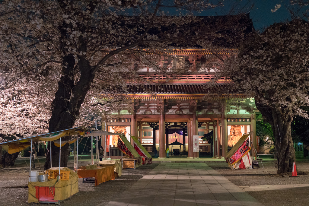 池上本門寺の夜桜