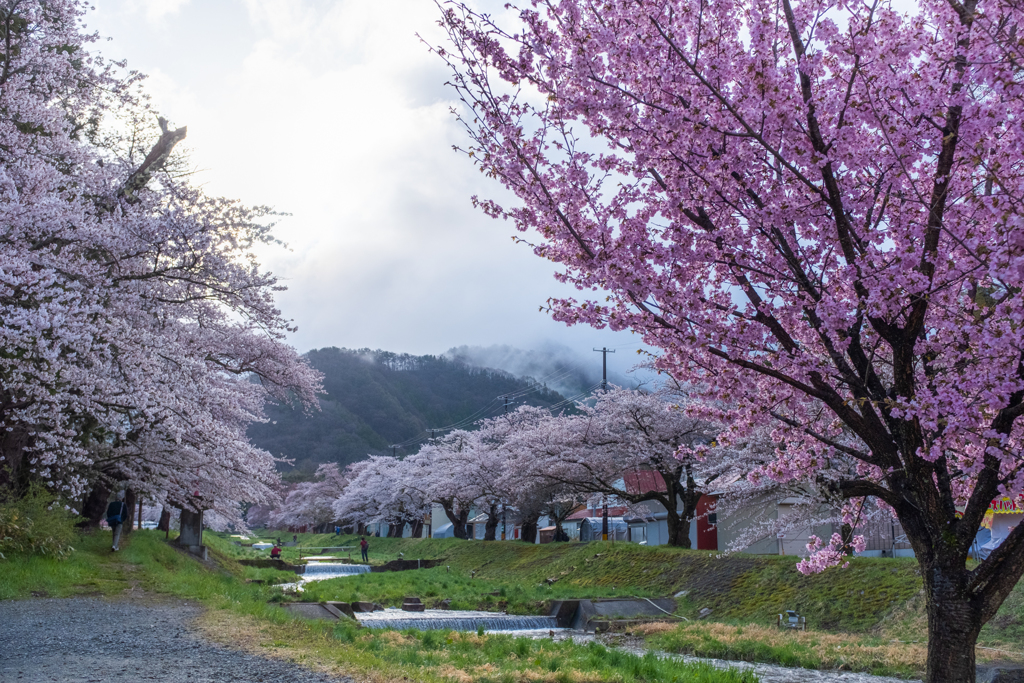 観音寺川の桜並木