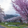 観音寺川の桜並木