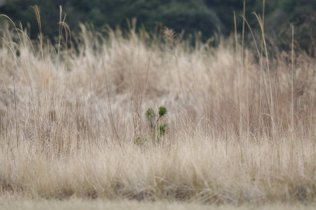 テストショット２（SIGMA 135mm F1.8 DG HSM | Art）