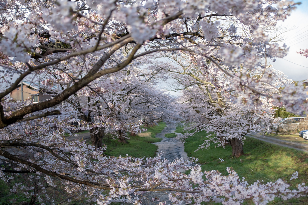 観音寺川の桜並木