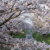 観音寺川の桜並木