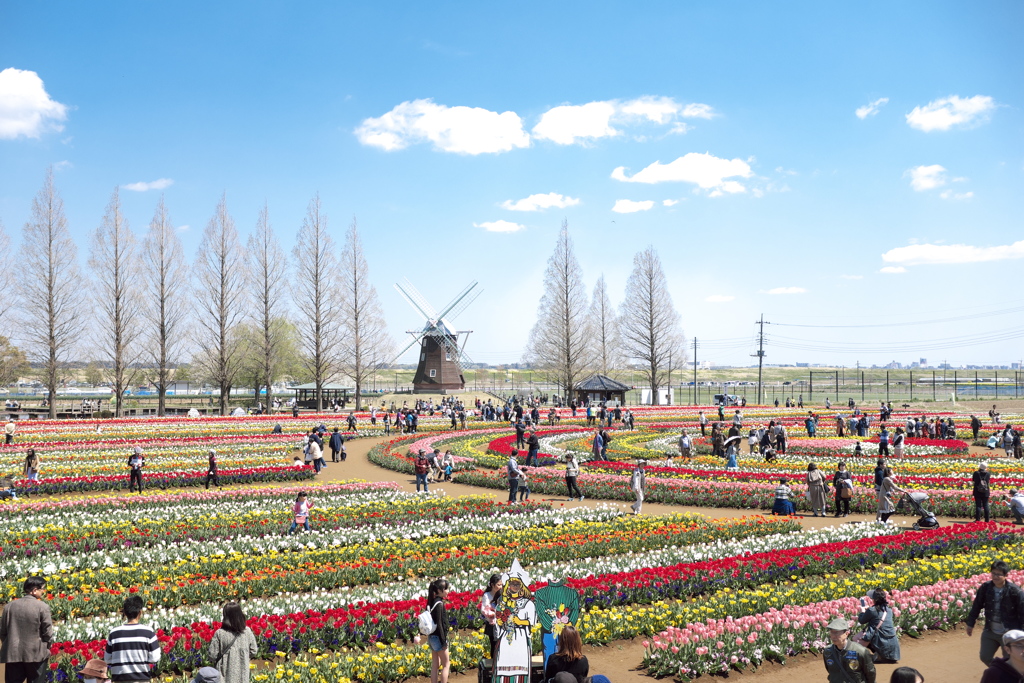 チューリップフェスティバル（あけぼの山農業公園）