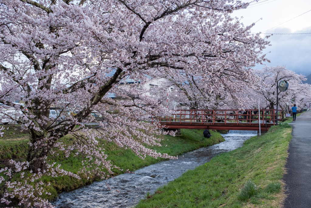 観音寺川の桜並木