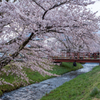 観音寺川の桜並木