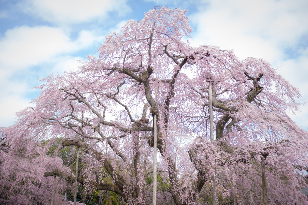 長光寺のしだれ桜