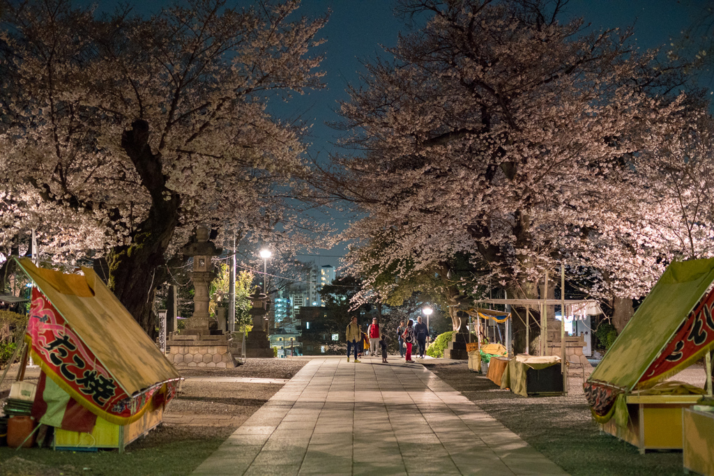 池上本門寺の夜桜