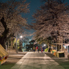 池上本門寺の夜桜