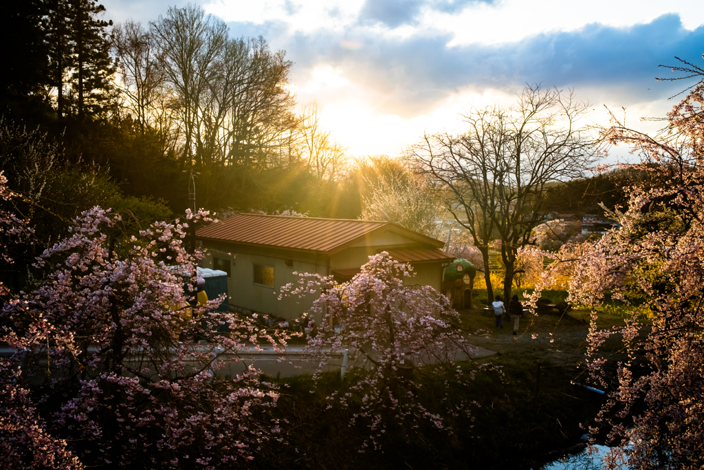 中島の桜