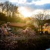 中島の桜