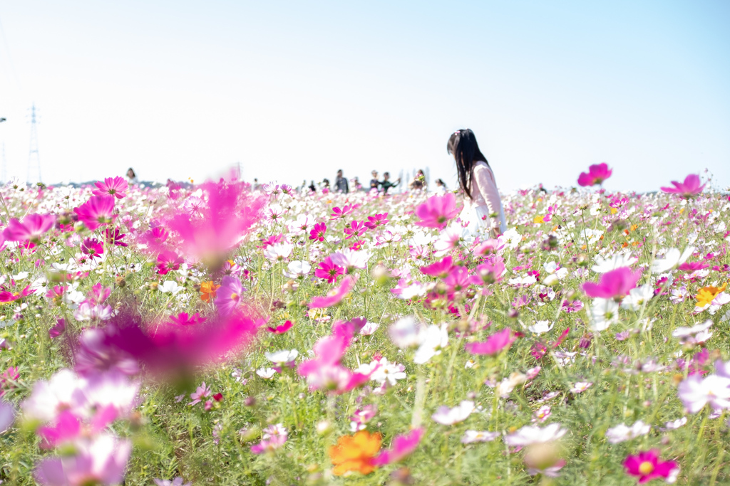 コスモス（佐倉ふるさと公園）