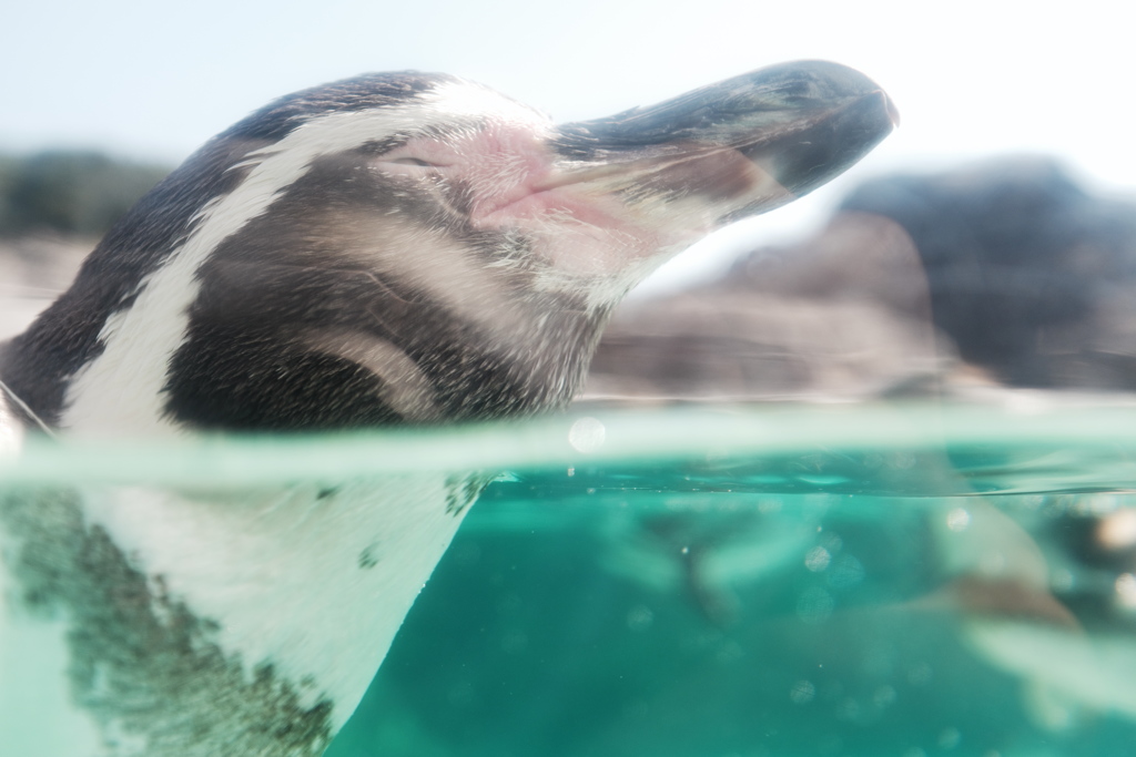 ペンギン