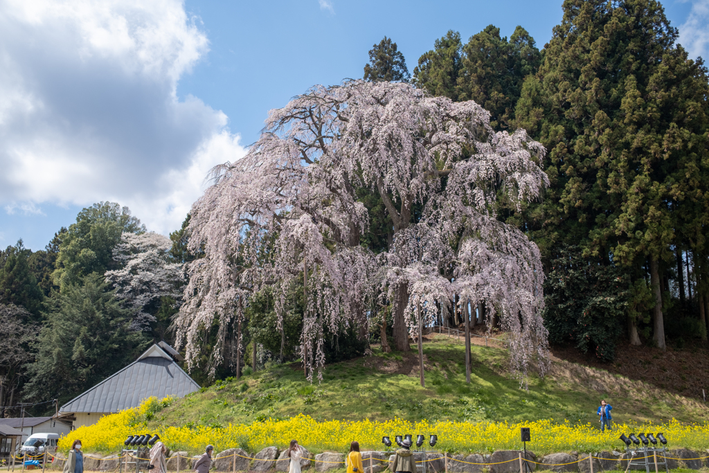 合戦場のしだれ桜