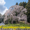 合戦場のしだれ桜