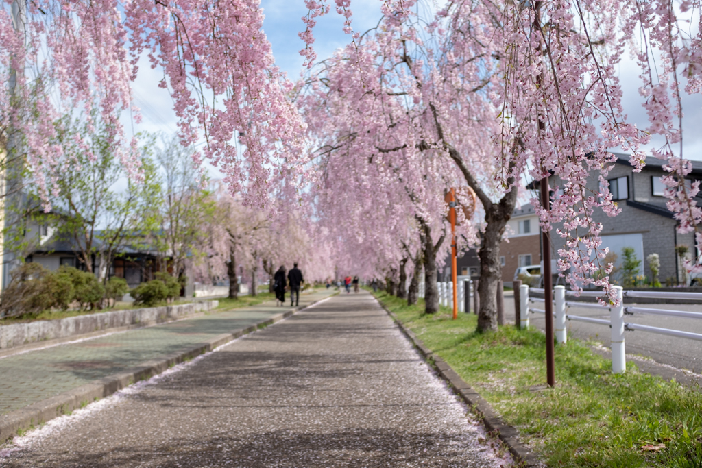 日中線のしだれ桜