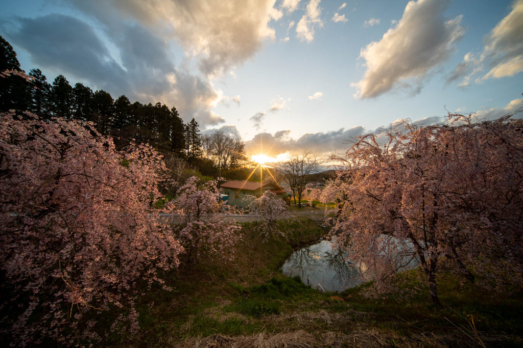 中島の桜