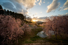 中島の桜