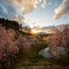 中島の桜