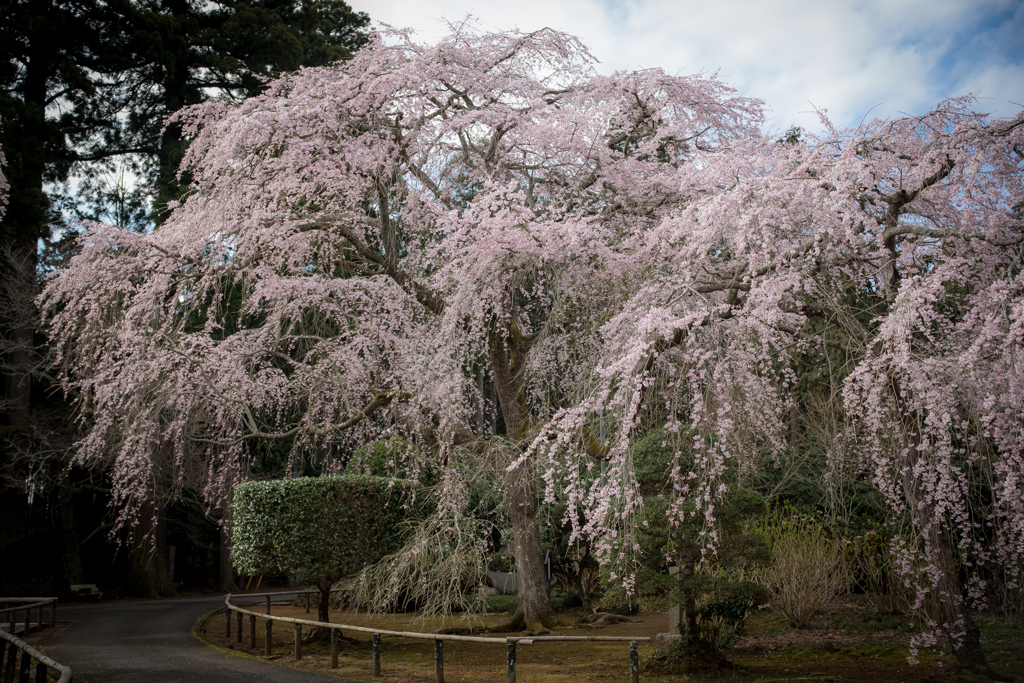 長光寺のしだれ桜