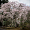 長光寺のしだれ桜