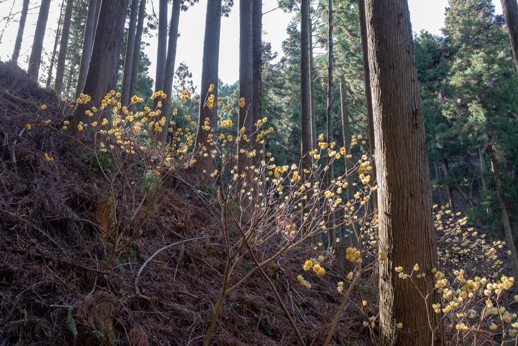 焼森山 ミツマタ群生地