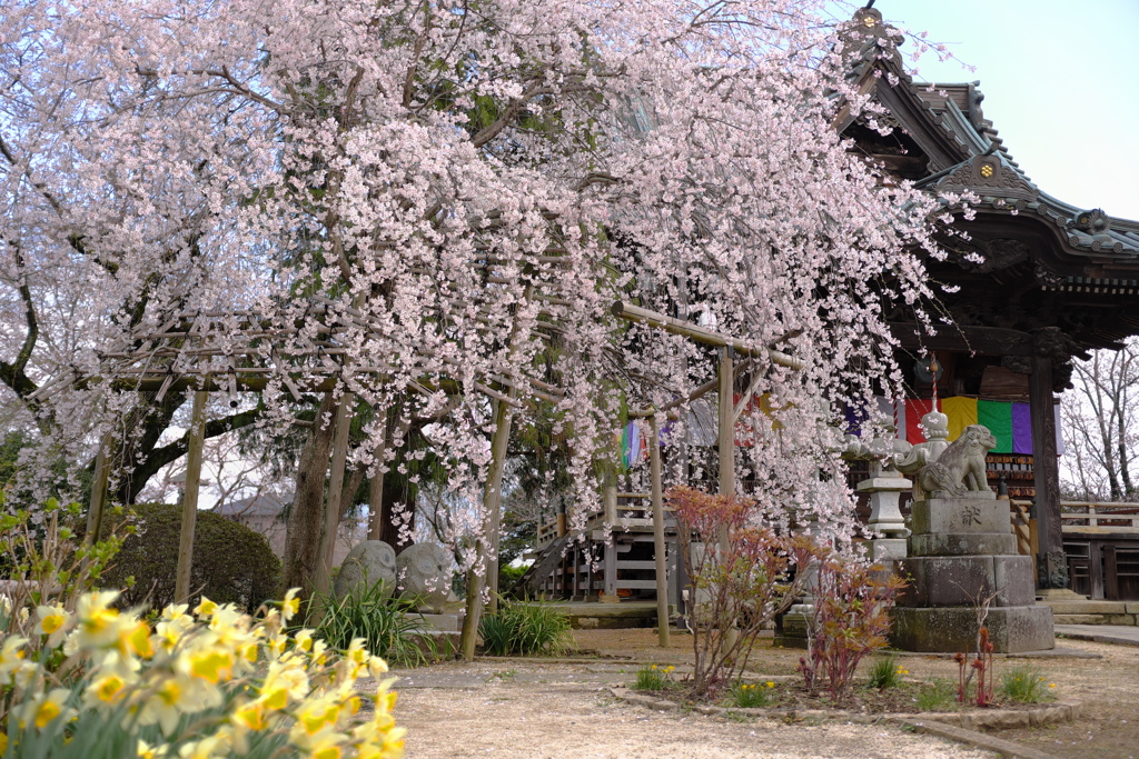 泉子育観音 慶龍寺 しだれ桜