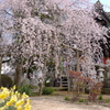 泉子育観音 慶龍寺 しだれ桜