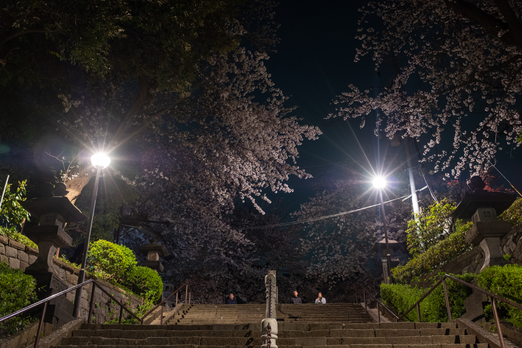 池上本門寺　夜桜