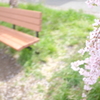 桜とベンチ（日中線のしだれ桜）