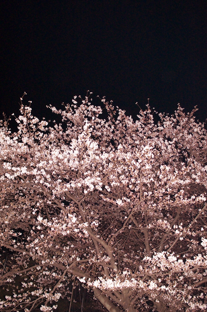 夜桜